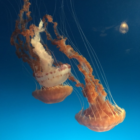 Meet your Posher, Shannon - Picture 1 of 1